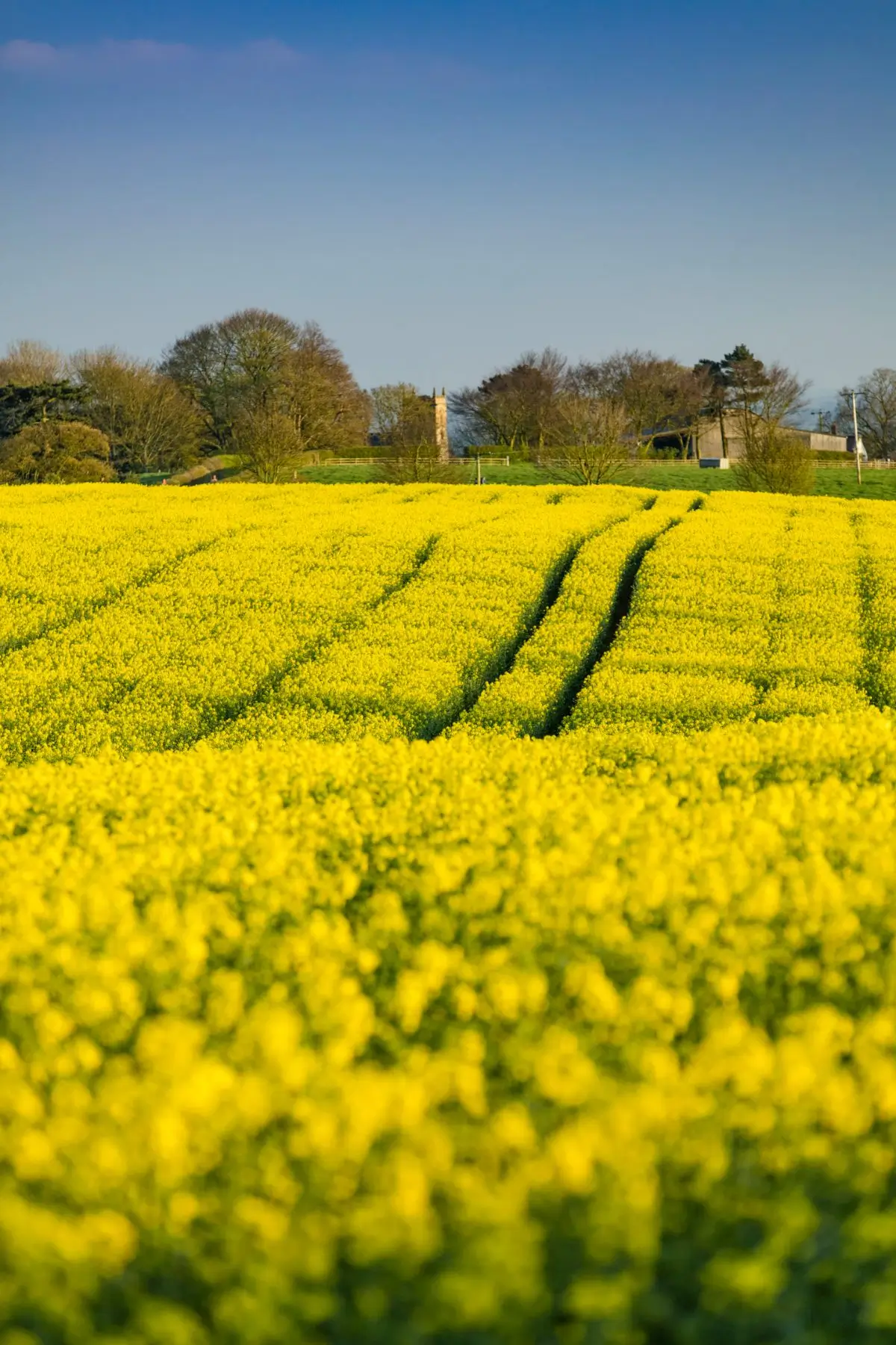 Lincolnshire Field